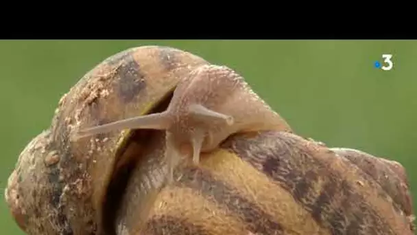 La pluie fait le bonheur des éleveurs d'escargots