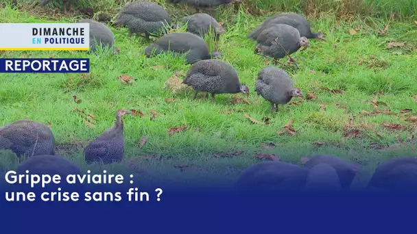 Grippe aviaire : la détresse des éleveurs en Vendée