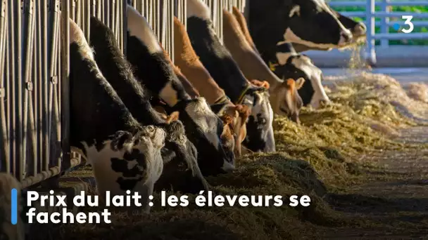 Prix du lait : les éléveurs se fachent