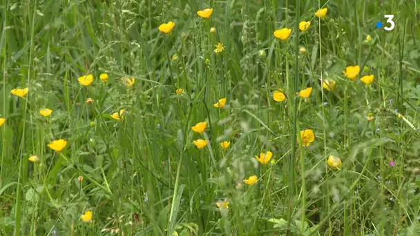 Coronavirus : en Occitanie, les abeilles "profitent" de la crise sanitaire et du confinement