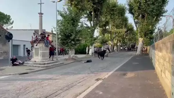 Gard : un enfant de 13 ans gravement blessé par un taureau lors de la fête votive de Manduel