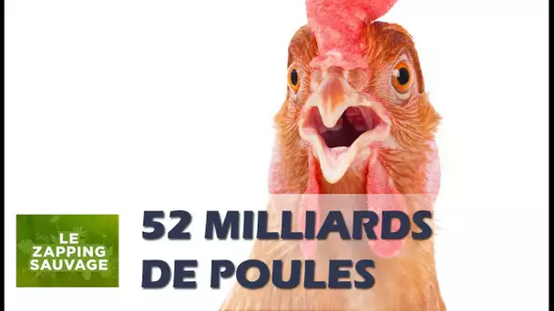 Les poules envahissent le monde - ZAPPING SAUVAGE 62