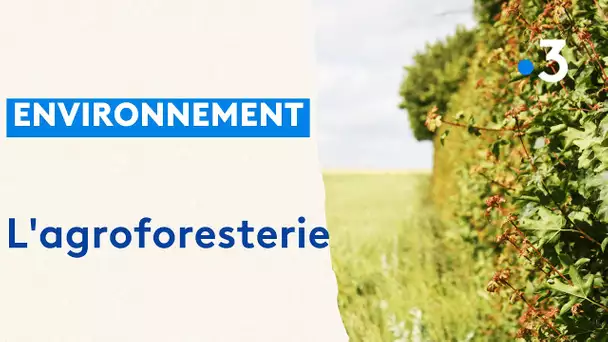 L'agrofesterie, l'allié de notre environnement