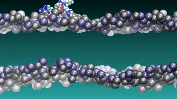 L'électroporation d'une cellule montrée par le CNRS