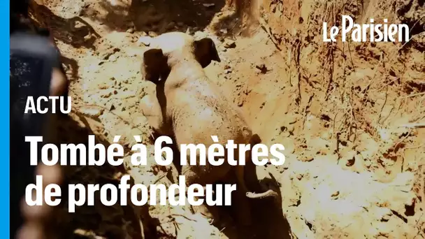 L'émouvant sauvetage d'un éléphanteau coincé dans un puits en Inde