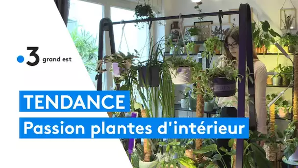 La passion pour les plantes d'intérieur, une tendance florissante