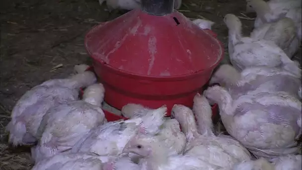 CHOC : Les dessous de l'élevage intensif des poulets