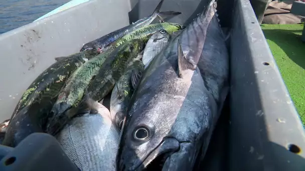 Villefranche-sur-Mer : les pêcheurs et un chantier naval d'exception (2)