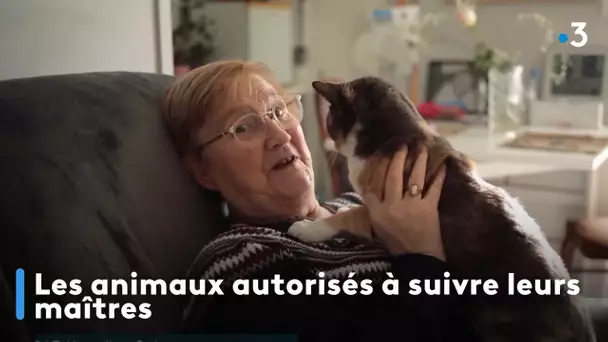 Les animaux autorisés à suivre leurs maîtres