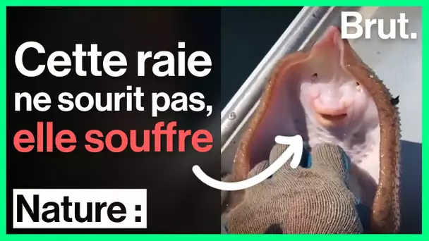 Ce qui se cache derrière ces vidéos "mignonnes" d'animaux