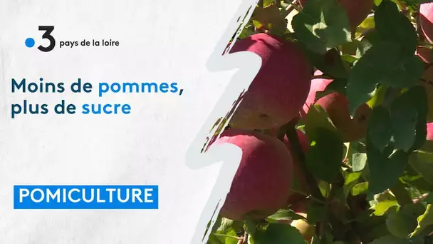 Point  sur la récolte des pommes des Coteaux Nantais