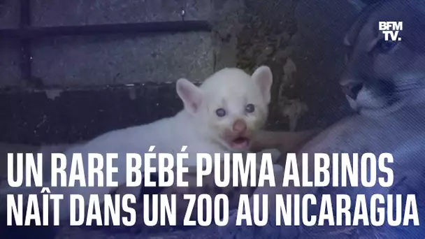 Un bébé puma albinos naît dans un zoo au Nicaragua