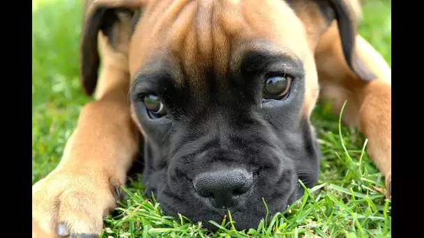 Le Boxer (chien)