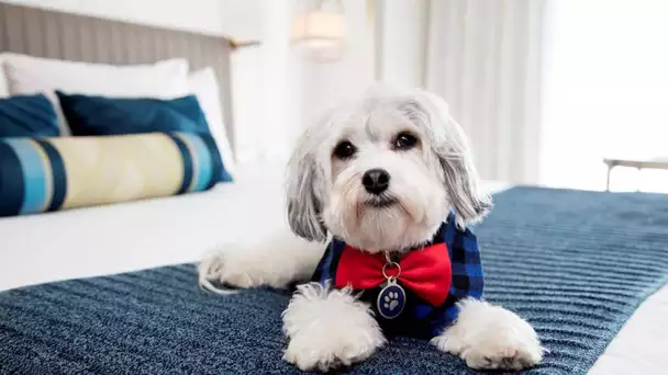 Un hôtel à San Francisco offre un chien à ses clients pendant leur séjour