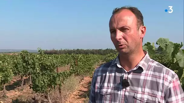 Les vendanges à Redessan (Gard)