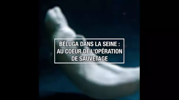 Béluga dans la Seine : au cœur de l'opération de sauvetage