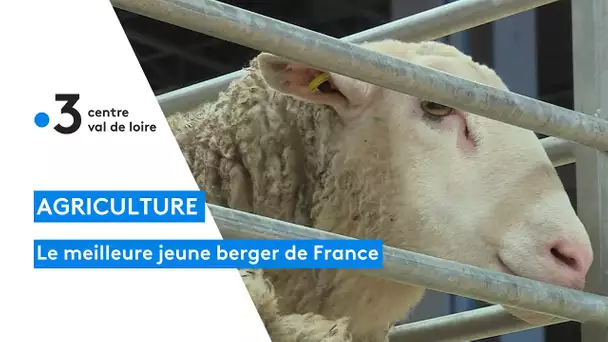 Salon de l'agriculture un concours consacrant le meilleur jeune berger de France