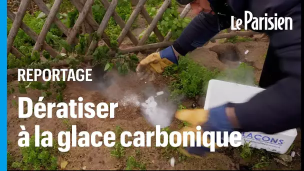 Cette brigade parisienne « endort » les rats avec de la glace carbonique