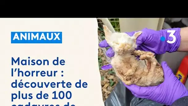 Une centaine de chats morts découverts dans le congélateur et le jardin d'une "maison de l'horreur"