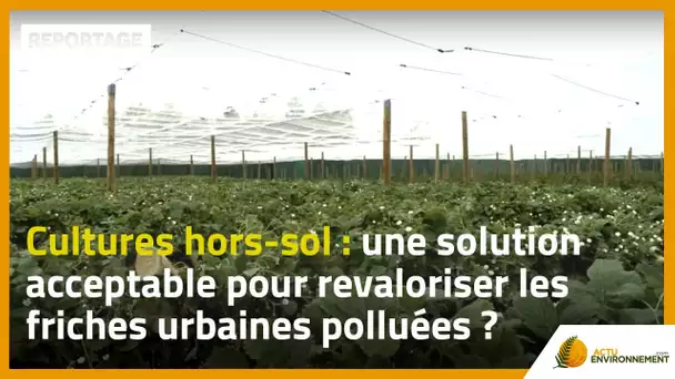 Cultures hors-sol : une solution acceptable pour revaloriser les friches urbaines polluées ?