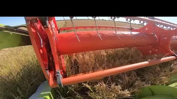 Camargue : aux Saintes-Maries-de-la-Mer, les conditions climatiques retardent la récolte du riz