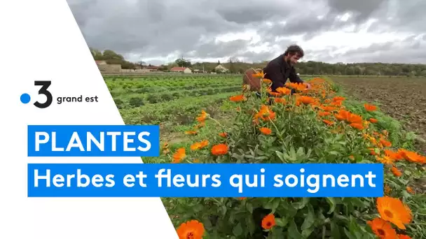 L Herberie de la Saulx, ferme herboriste et pédagogique de Mogneville