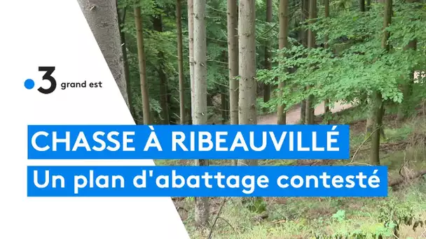 Un plan d'abattage de cerfs contesté à Ribeauvillé, même les chasseurs tirent la sonnette d'alarme
