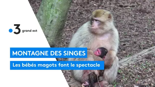 Montagne des singes : les bébés magots font le spectacle