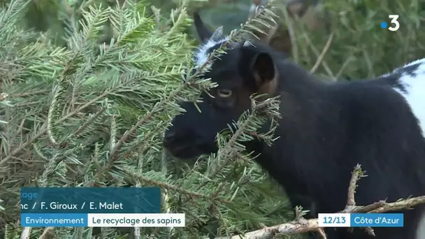 Après Noël, recycler son sapin en le donnant à une chèvre