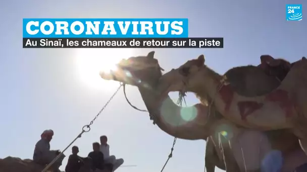 Interrompues par le coronavirus, les courses de chameaux ont repris dans le Sinaï