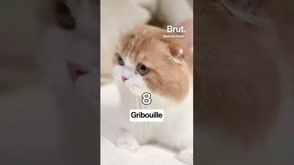 Voici les 10 prénoms les plus portés par les chats en France en 2025.