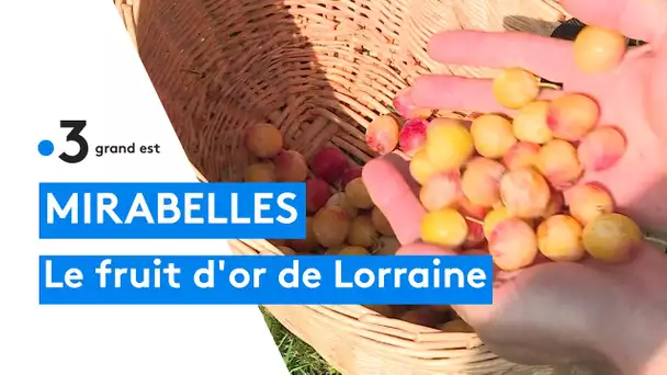 Sitôt cueillie, la mirabelle de Montdidier  fond en confiture