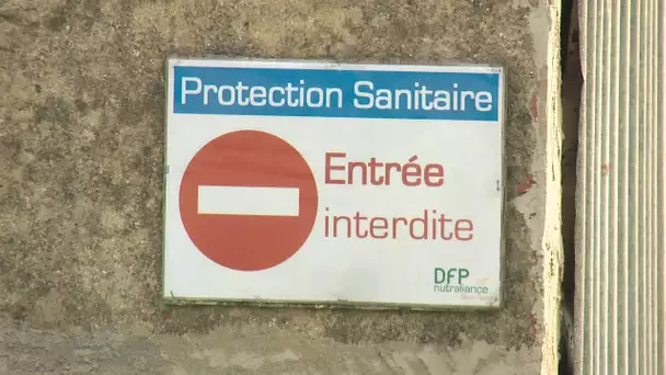 Grippe aviaire : trois foyers détectés en Dordogne