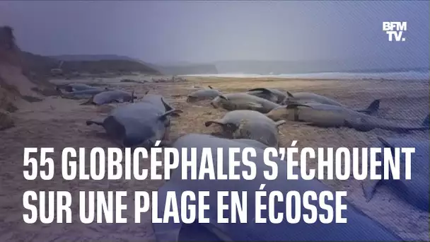 55 globicéphales s’échouent sur une plage en Écosse