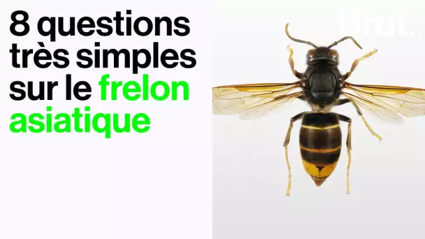 8 questions très simples sur le frelon asiatique