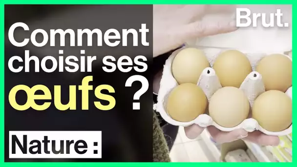 Élevage en cage ou en plein air : comment choisir ses œufs ?