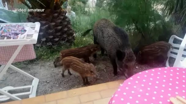 Les sangliers débarquent en ville !