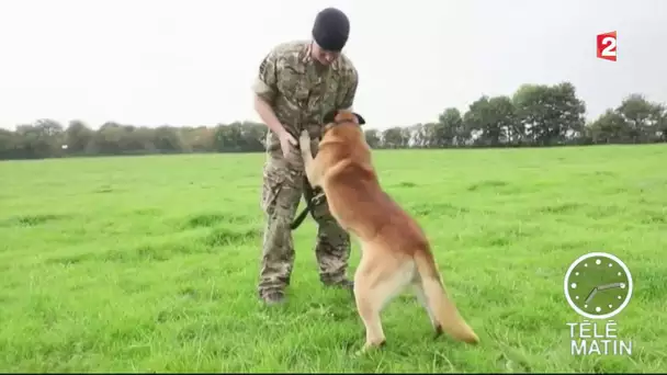 Sans frontières :  Un chien militaire décoré pour sa bravoure