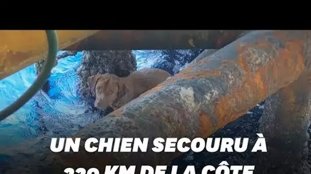 Un chien secouru à 220 Km de la côte dans le golfe de Thaïlande