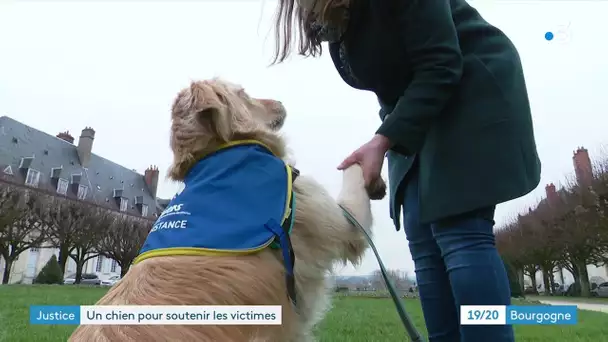 Nevers : un chien d'assistance judiciaire s'installe au tribunal pour réconforter les victimes