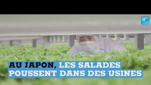Au Japon, on cultive les salades dans des usines
