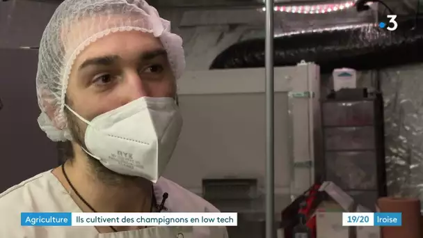 A Brest et Ploudiry, ils cultivent des champignons en "low tech"