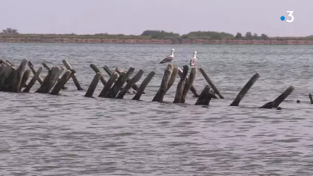 Les salines de Villeneuve un sanctuaire pour oiseaux