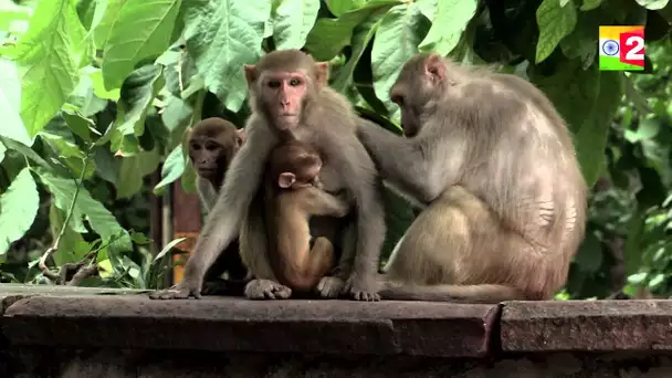 Les singes de Delhi - No comment // India, épisode 20