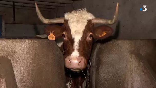 En Corrèze, des vaches atypiques