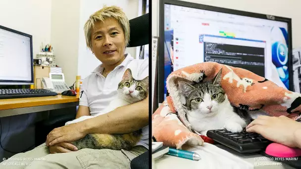 Une Entreprise Japonaise a Commencé à Adopter des Chats Pour Réduire le Stress au Travail