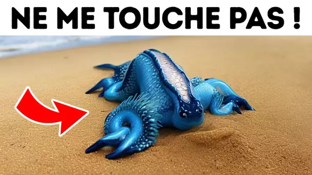 Si tu Vois Cette Créature sur la Plage, Garde tes Distances