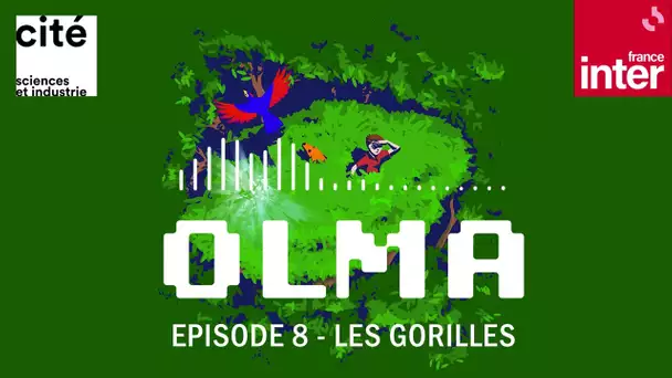 Episode 8   Les gorilles