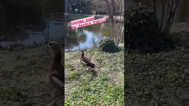 7 bébés oies d’Égypte sont nés ce samedi 25 février au Jardin Public à Bordeaux.