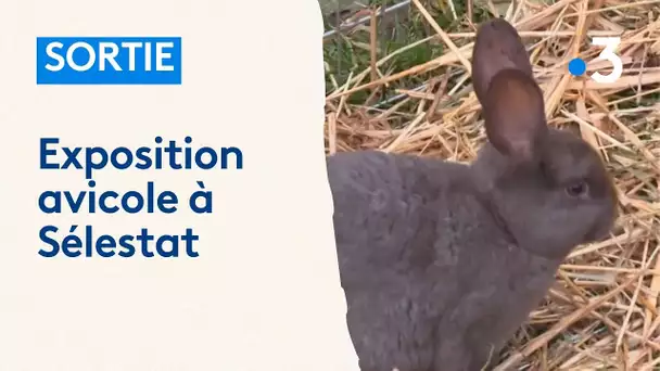 Les animaux s'exposent à Sélestat